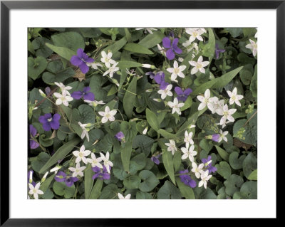 Violets And Spring Beauties, Daniel Boone National Forest, Kentucky, Usa by Adam Jones Pricing Limited Edition Print image