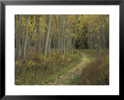 Pathway Thru Autumn Aspen Trees, San Isabel National Forest, Colorado, Usa by Adam Jones Pricing Limited Edition Print image