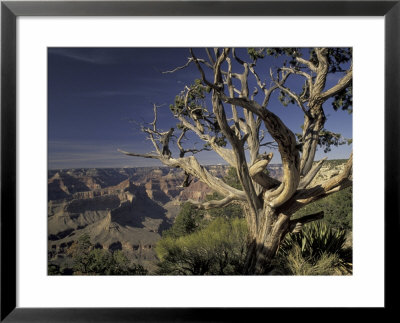 Grand Canyon From South Rim, Grand Canyon National Park, Arizona, Usa by Adam Jones Pricing Limited Edition Print image