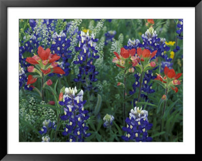 Bluebonnets And Paintbrush In Bloom, Hill Country, Texas, Usa by Adam Jones Pricing Limited Edition Print image