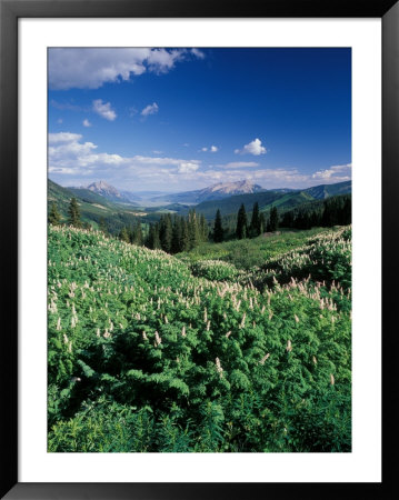 Grooved Milkvetch And Mt. Crested Butte, Gunnison National Forest, Colorado, Usa by Adam Jones Pricing Limited Edition Print image