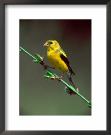 Male American Goldfinch In Summer Plumage by Adam Jones Pricing Limited Edition Print image