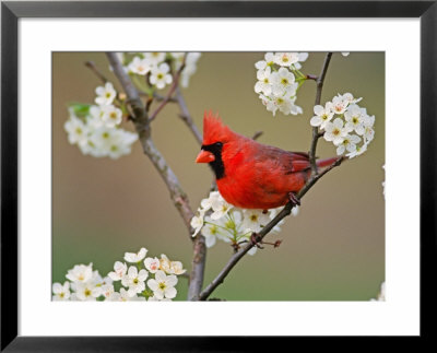 Male Northern Cardinal Among Pear Tree Blossoms, Kentucky by Adam Jones Pricing Limited Edition Print image