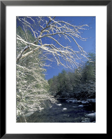 Snow-Covered Branches On Little River, Great Smoky Mountains National Park, Tennessee, Usa by Adam Jones Pricing Limited Edition Print image