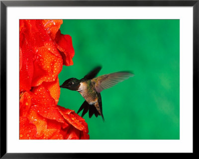 Male Ruby-Throated Hummingbird Feeding On Gladiolus Flowers by Adam Jones Pricing Limited Edition Print image