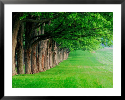 Stately Row Of Trees, Louisville, Kentucky, Usa by Adam Jones Pricing Limited Edition Print image
