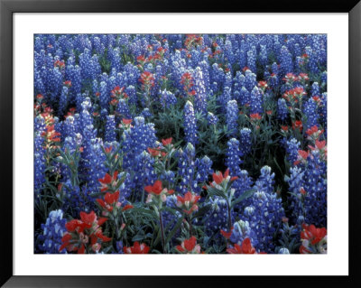 Texas Paintbrush And Bluebonnets, Hill Country, Texas, Usa by Adam Jones Pricing Limited Edition Print image