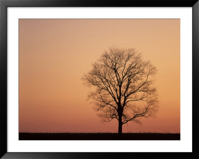 Tree On Ridge At Sunset, Lexington, Kentucky, Usa by Adam Jones Pricing Limited Edition Print image