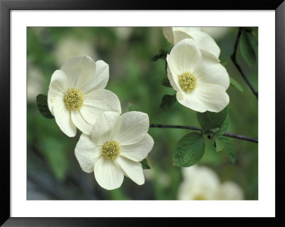 Pacific Dogwood Along Merced River, Yosemite National Park, California, Usa by Adam Jones Pricing Limited Edition Print image