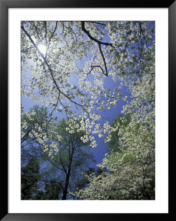 White Flowering Dogwood Trees In Bloom, Kentucky, Usa by Adam Jones Pricing Limited Edition Print image