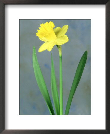 Daffodil Sequence by Adam Jones Pricing Limited Edition Print image