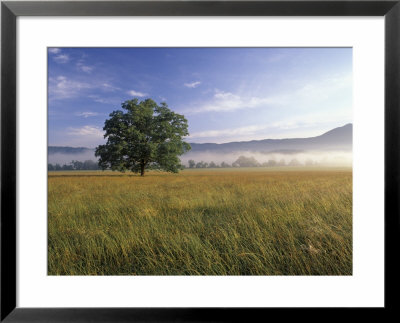 Large Bur Oak Tree At Dawn, Cades Cove, Great Smoky Mountains National Park, Tennessee, Usa by Adam Jones Pricing Limited Edition Print image