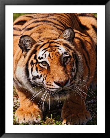 Bengal Tiger by Adam Jones Pricing Limited Edition Print image