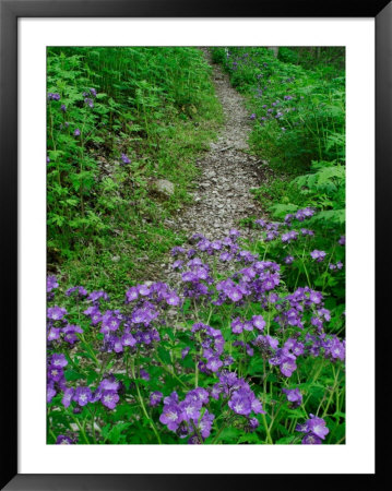 Footpath And Purple Phacelia Flowers, Shaker Landing, Kentucky, Usa by Adam Jones Pricing Limited Edition Print image