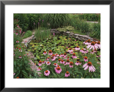 Coneflowers Around Water Garden, Louisville, Kentucky, Usa by Adam Jones Pricing Limited Edition Print image