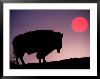 Bison Silhouetted At Sunrise, Yellowstone National Park, Wyoming, Usa by Adam Jones Pricing Limited Edition Print image