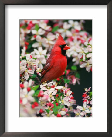 Male Northern Cardinal Among Crabapple Blossoms by Adam Jones Pricing Limited Edition Print image