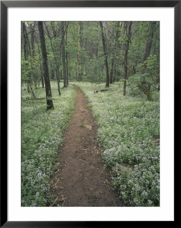 Footpath Through Blue-Eyed Mary Flowers, Raven Run Nature Sanctuary, Kentucky, Usa by Adam Jones Pricing Limited Edition Print image