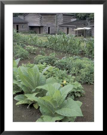 Tobacco Growing In Garden At Fort Boonesborough State Park, Richmond, Kentucky, Usa by Adam Jones Pricing Limited Edition Print image