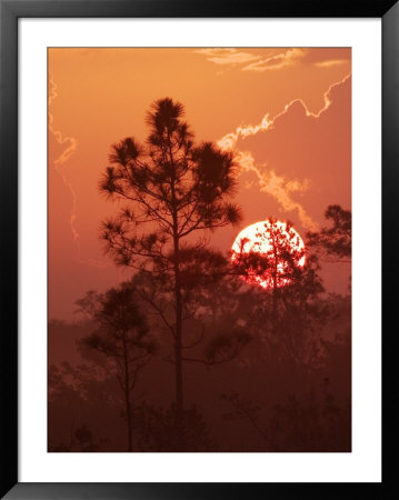 Pines Silhouetted At Sunrise, Everglades National Park, Florida, Usa by Adam Jones Pricing Limited Edition Print image