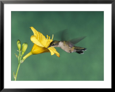 Female Ruby-Throated Hummingbird Feeding In Flight by Adam Jones Pricing Limited Edition Print image