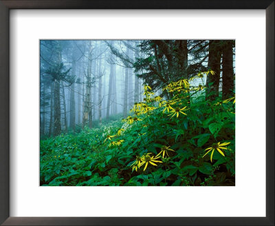 Golden-Glow Flowers, Great Smoky Mountains National Park, North Carolina, Usa by Adam Jones Pricing Limited Edition Print image