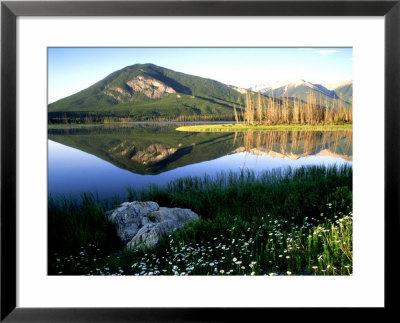 Daisies Along Vermillion Lakes, Alberta, Canada by Adam Jones Pricing Limited Edition Print image