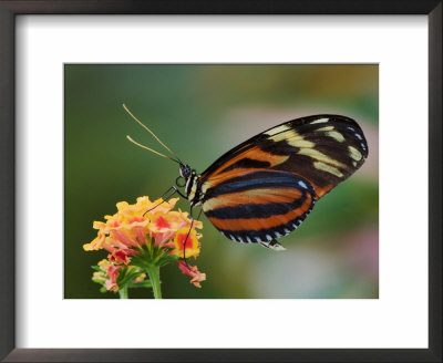 Tiger Butterfly by Adam Jones Pricing Limited Edition Print image