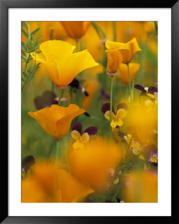 Californina Poppies, Usa by Adam Jones Pricing Limited Edition Print image