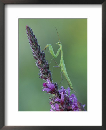 Praying Mantis On Purple Loosestrife by Adam Jones Pricing Limited Edition Print image