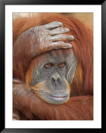 Female Sumatran Orangutan by Adam Jones Pricing Limited Edition Print image