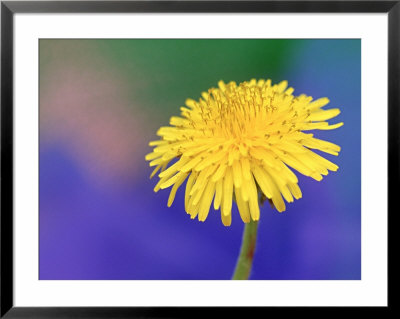 Common Dandelion, Taraxacum Officinale Flower, Great Smoky Mtns. National Park, Tn by Adam Jones Pricing Limited Edition Print image