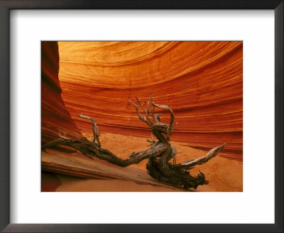 Snag Among Slickrock Formation, Coyote Buttes Area Of Paria Canyon by Adam Jones Pricing Limited Edition Print image