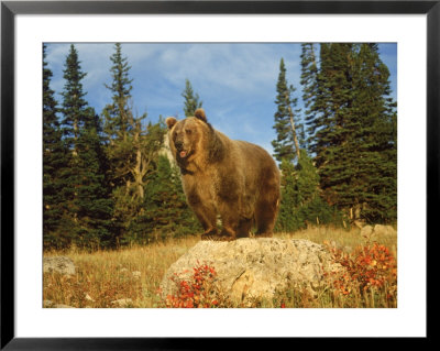 Grizzly Bear On Rock In Grassy Field, Mt by Guy Crittenden Pricing Limited Edition Print image
