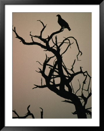 Silhouette Of Eagle In Tree, Savuti, Botswana by Dennis Jones Pricing Limited Edition Print image