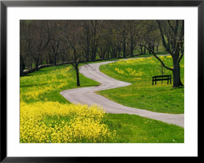 Roadway Through Mustard Flowers, Shaker Village Of Pleasant Hill, Kentucky, Usa by Adam Jones Pricing Limited Edition Print image