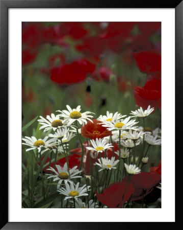 White Daisies And Red Poppies, Near Crosby, Tennessee, Usa by Adam Jones Pricing Limited Edition Print image
