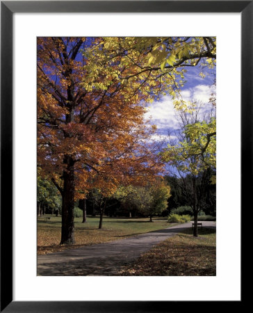 Autumn Colors And Roadway, Bernheim Forest And Arboretum, Clermont, Kentucky, Usa by Adam Jones Pricing Limited Edition Print image