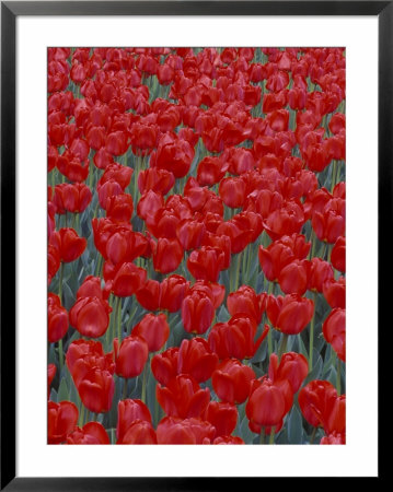 Bed Of Red Tulips, Cincinatti, Ohio, Usa by Adam Jones Pricing Limited Edition Print image