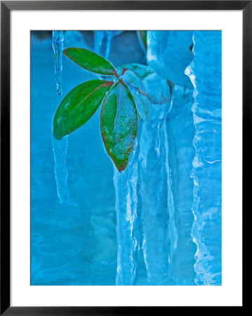 Icicle, Great Smoky Mountains National Park, Tennessee, Usa by Adam Jones Pricing Limited Edition Print image