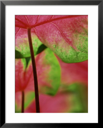 Caladium, Foliage by Adam Jones Pricing Limited Edition Print image