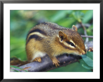 Eastern Chipmunk by Adam Jones Pricing Limited Edition Print image