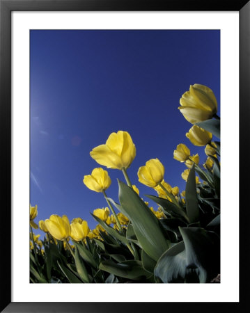 Tulips, Cincinatti, Ohio, Usa by Adam Jones Pricing Limited Edition Print image