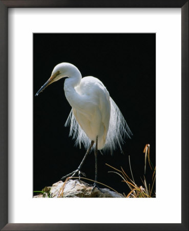 Great Egret In Breeding Plumage, Adelaide, Australia by Dennis Jones Pricing Limited Edition Print image