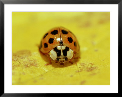 Nine-Spotted Ladybug Beetle, Coccinella Novemnotata by Adam Jones Pricing Limited Edition Print image