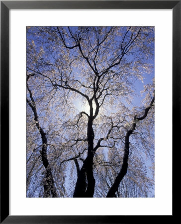 Backlit Tree And Blossoms In Spring, Lexington, Kentucky, Usa by Adam Jones Pricing Limited Edition Print image