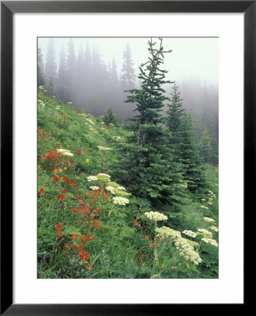 Indian Paintbrush And Cow Parsnip, Olympic National Park, Washington, Usa by Adam Jones Pricing Limited Edition Print image