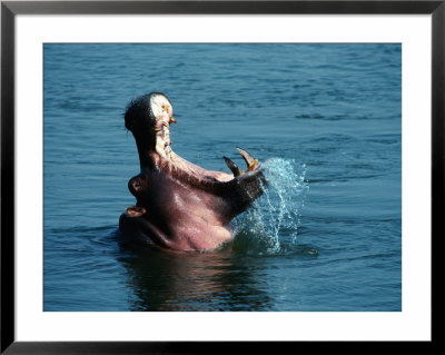 Hippopotamus (Hippopotamus Amphibius) In Water, Lower Zambezi National Park, Zambia by Dennis Jones Pricing Limited Edition Print image