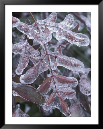 Leaves Encased In Ice by Adam Jones Pricing Limited Edition Print image