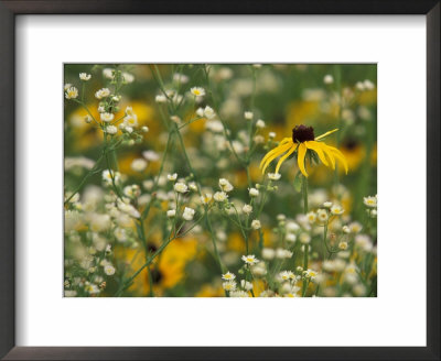Black-Eyed Susan And Daisy Fleabane by Adam Jones Pricing Limited Edition Print image